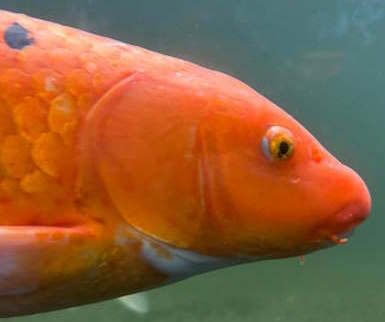 Koi